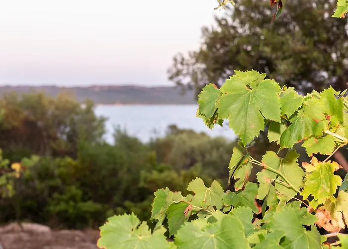 L'isola Che Non C'è Ng Collection *